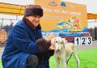 Қасқыр алатын, қоян қуатын. Павлодарда тазы көрмесі өтті