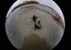 Водяной орех на Иртыше – опасен ли он для реки и рыбы
