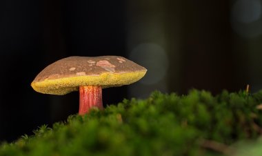 В Польше грибники случайно нашли древний артефакт
