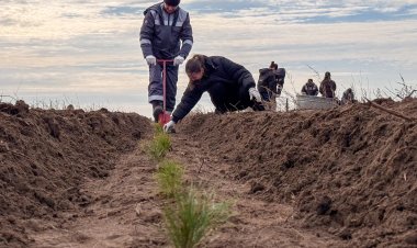 Как в Павлодарской области восстанавливают лес после пожаров