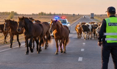 Десятки тысяч бродячих коров и лошадей пополнили спецстоянки Павлодарской области