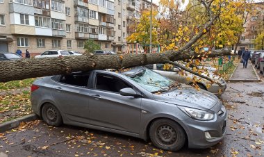 На автомобиль упало дерево: что делать павлодарцам