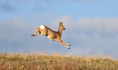 Грациозных косуль заметили павлодарские лесники