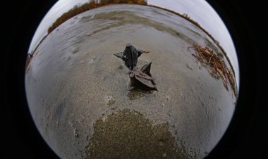 Водяной орех на Иртыше – опасен ли он для реки и рыбы