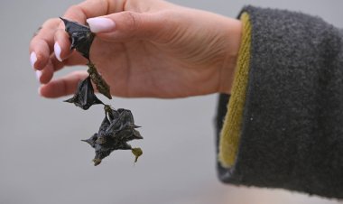 Ертістегі су жаңғағы өзен мен балыққа қауіп төндіре ме?