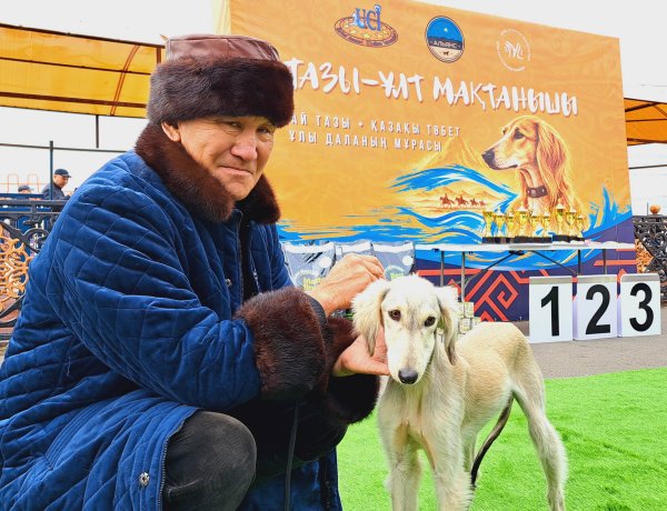 Қасқыр алатын, қоян қуатын. Павлодарда тазы көрмесі өтті