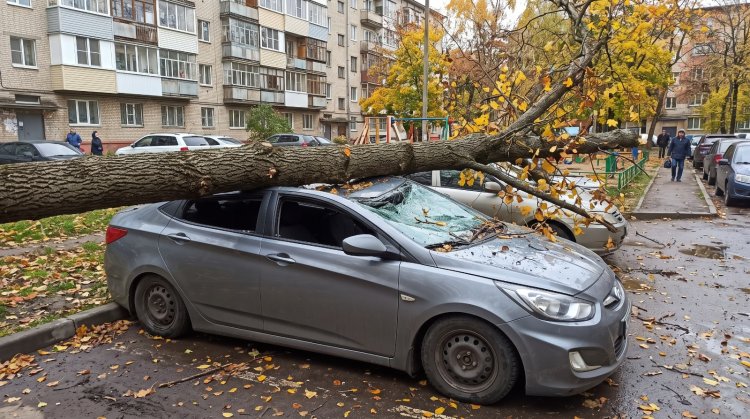 На автомобиль упало дерево: что делать павлодарцам